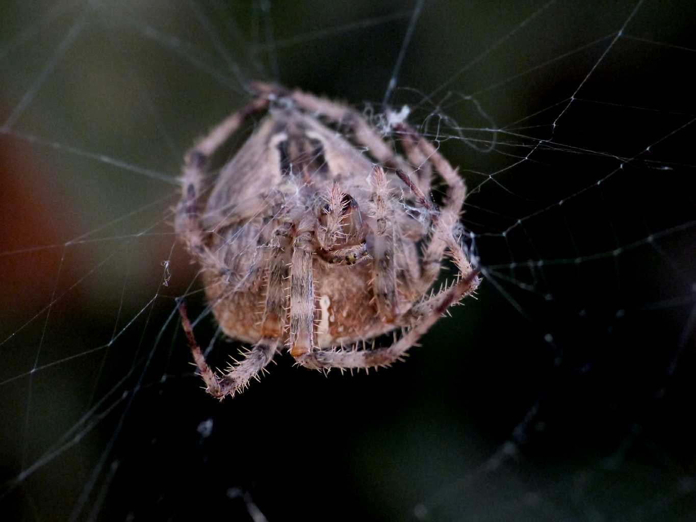 Araneus diadematus - Ostia (RM)